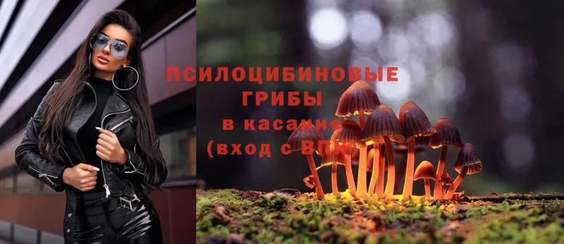 Галлюциногенные грибы Psilocybine cubensis  KRAKEN   Анива  где продают  